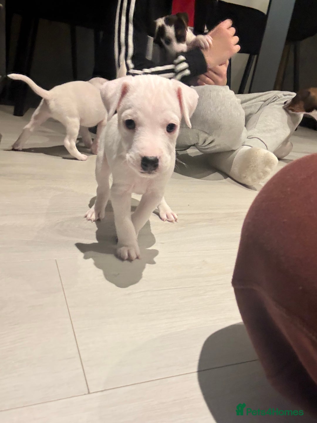 Parson Russell dogs for sale: Parson Jack russel pup for sale  - Advert 3