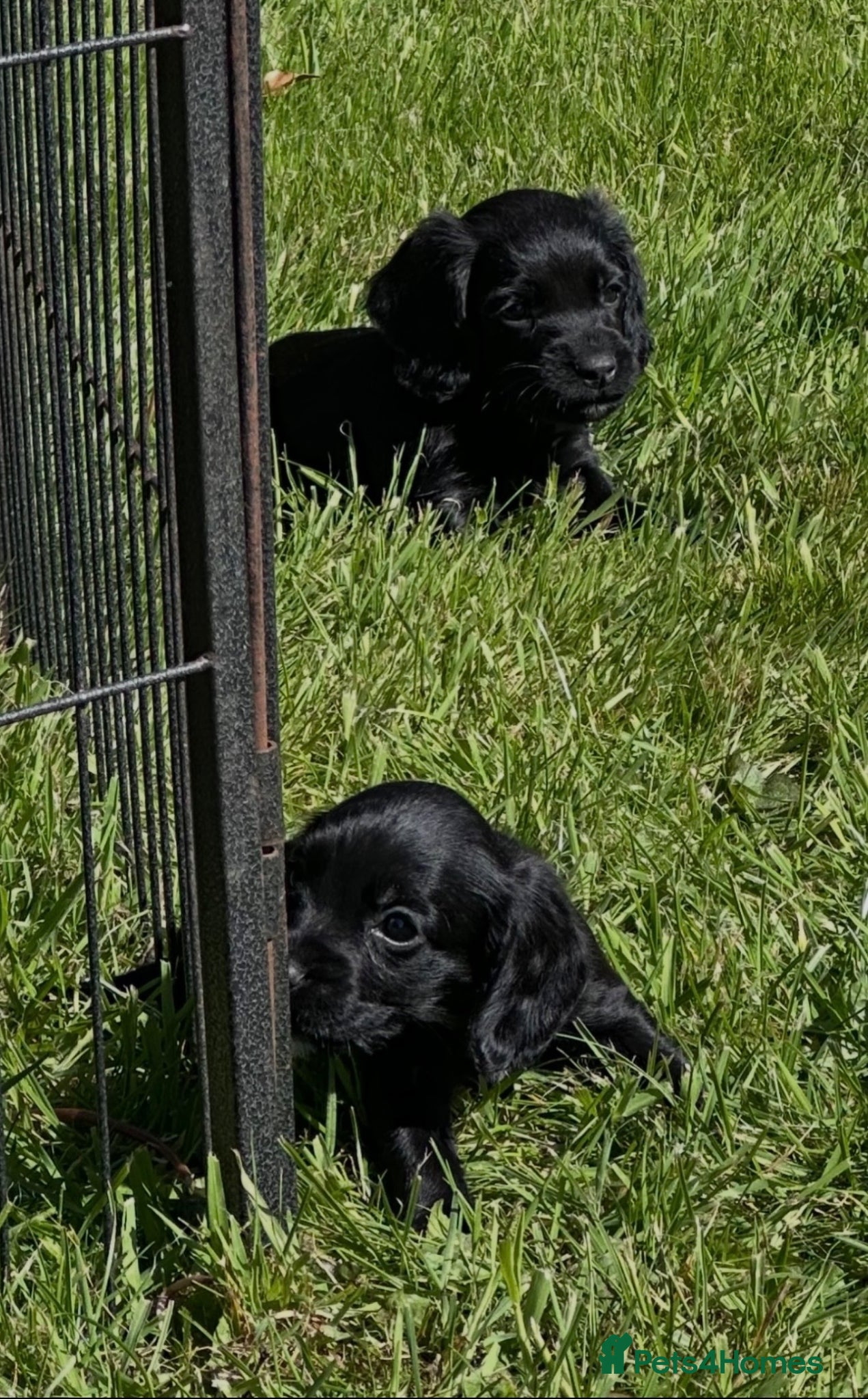 Cocker Spaniel dogs for sale: EXCEPTIONAL FTCH  Cocker puppies Health tested  - Advert 4