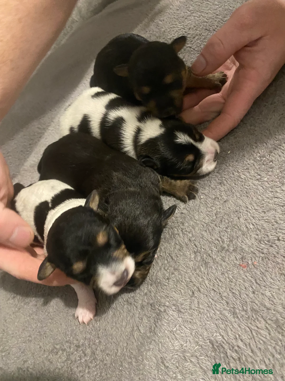Jack Russell dogs for sale: Jack Russell puppies  - Advert 2