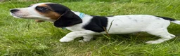 Bocker dogs for sale: Bred From Health Tested Parents - Advert 15