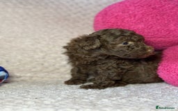 Toy Poodle dogs for sale: Tiny toy poodle puppies  - Image 12