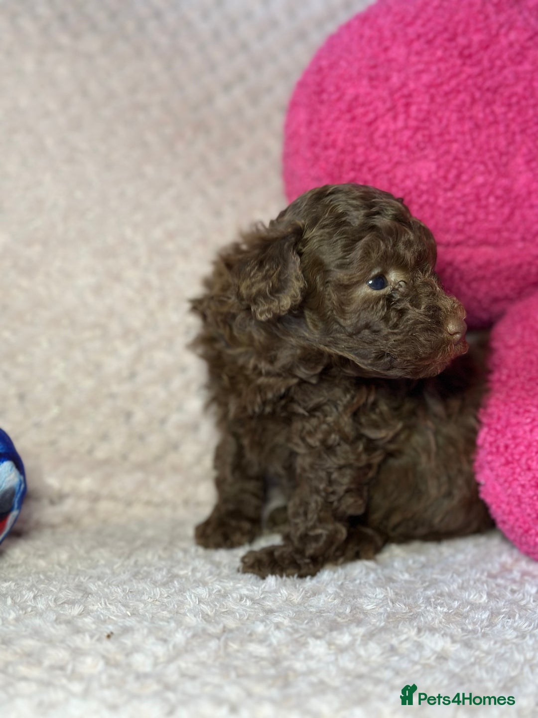 Toy Poodle dogs for sale: Tiny toy poodle puppies  - Image 12