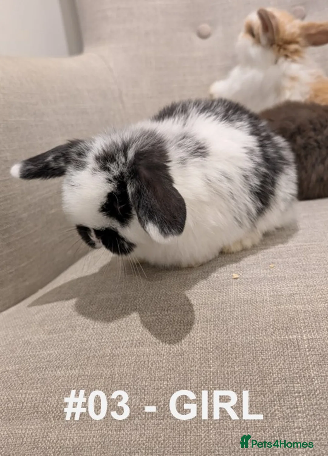 Mini Lop rabbits for sale: Exceptional Mini-Lops. Collect from: 18th February - Advert 3