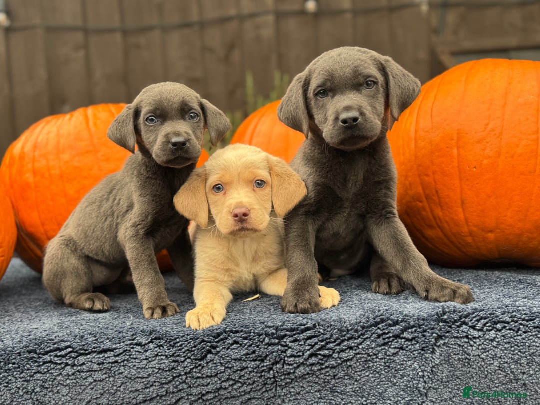 Labrador Retriever dogs for sale: stunning Lab Puppies Rare Colours & Family Raised - Image 4