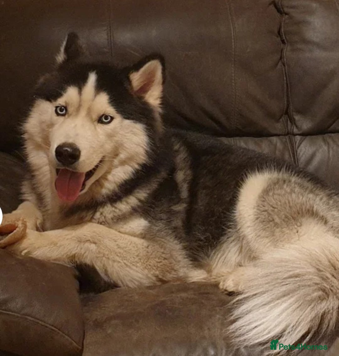 Siberian Husky dogs for sale: Stunning Siberian Husky Puppies for Sale 🐾 - Advert 16