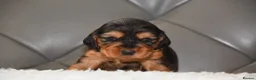 Cocker Spaniel dogs for sale: Kc Reg Show Type Cocker Spaniel  Health Tested - Advert 38