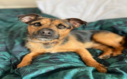 Patterjack dogs for stud: Patterjack stud - Image 9