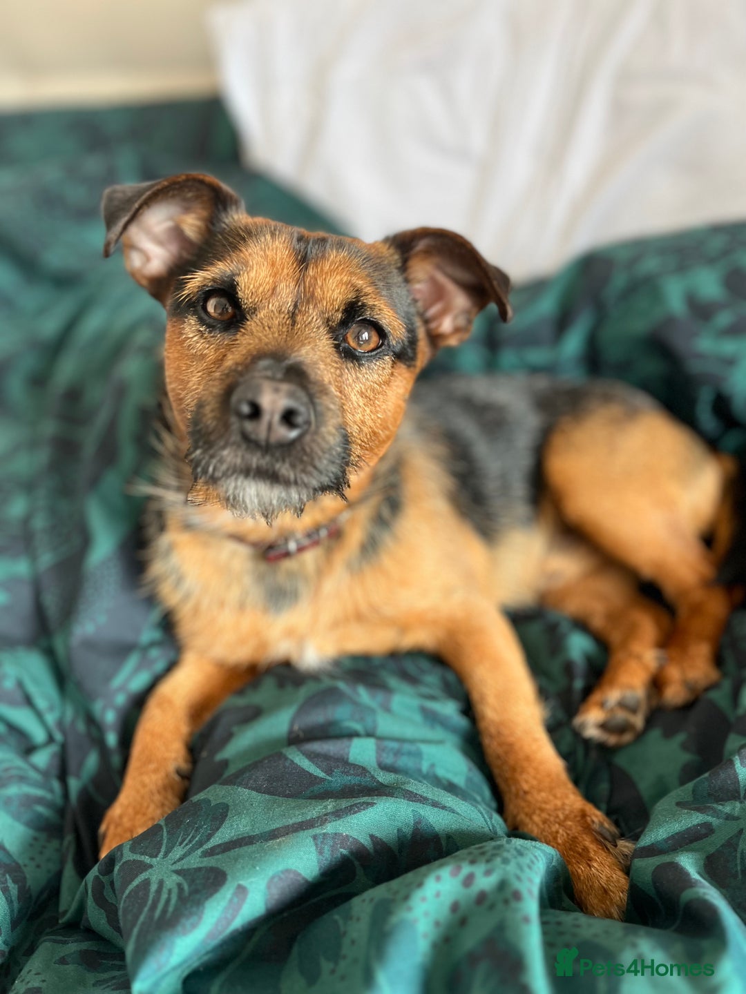 Patterjack dogs for stud: Patterjack stud - Image 9