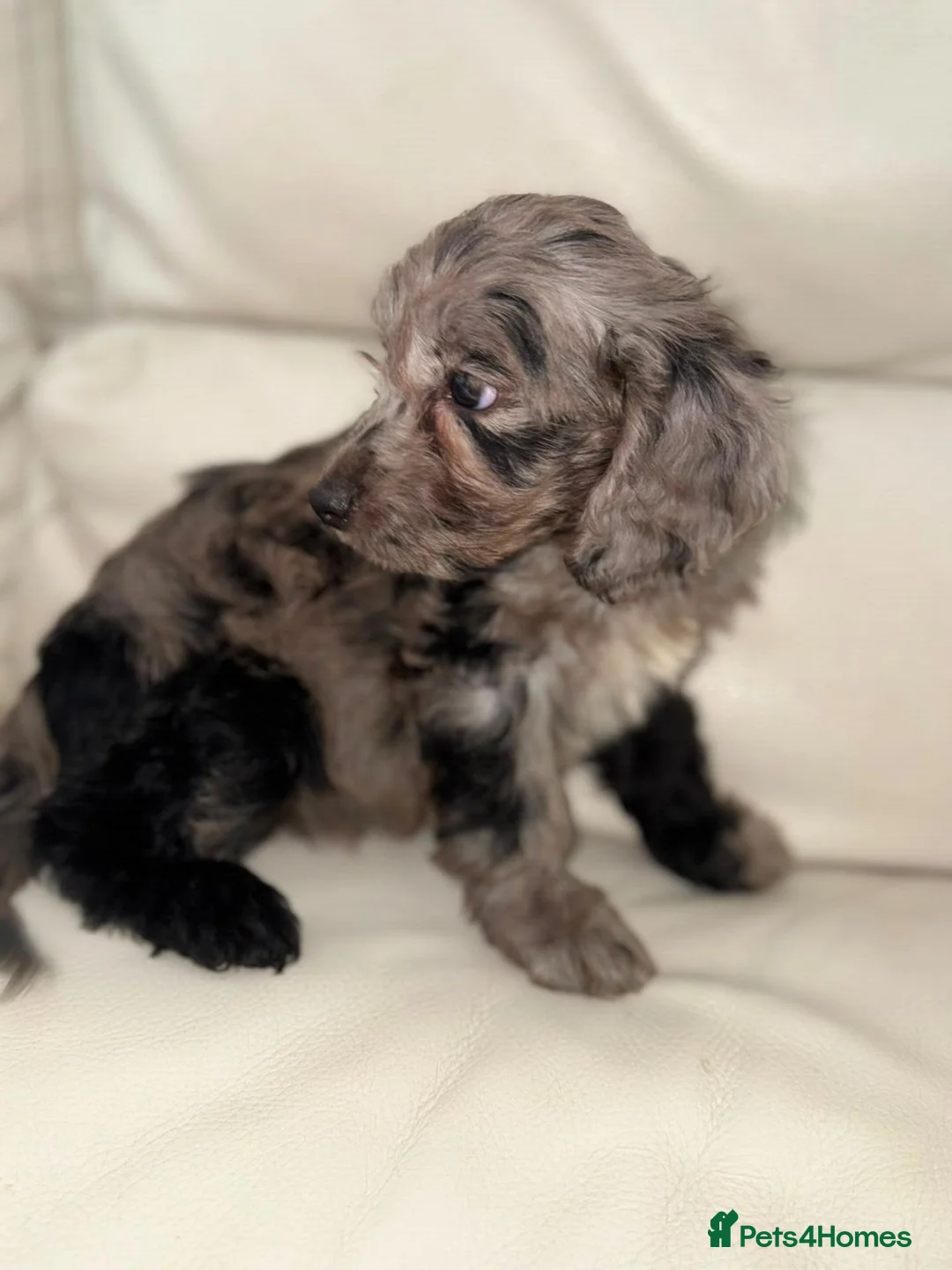 Cockapoo dogs for sale: Beautiful Cockapoo Puppies  in Manchester - Advert 5