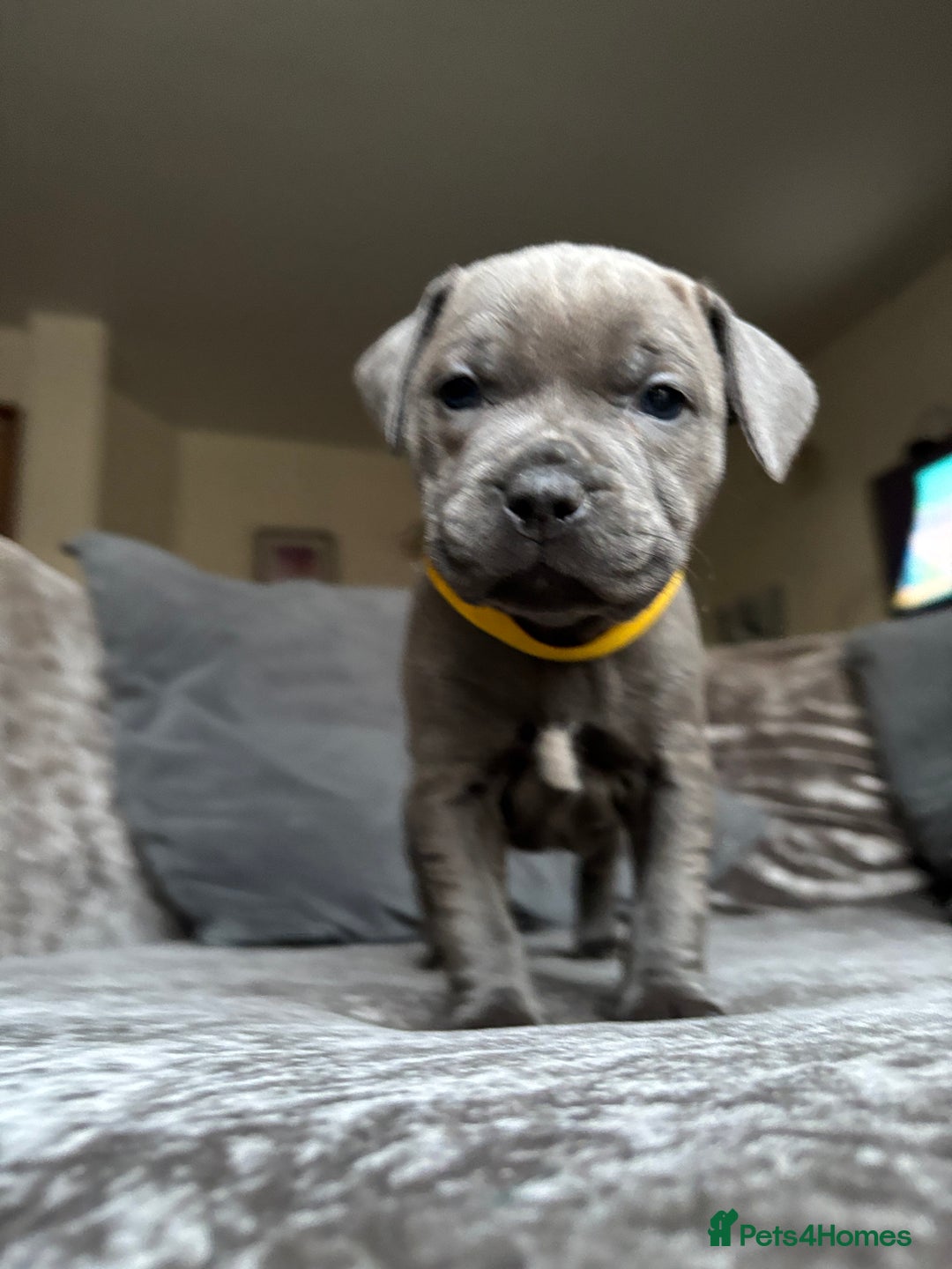 Staffordshire Bull Terrier dogs for sale: Quality Blue Health Tested  - Advert 32