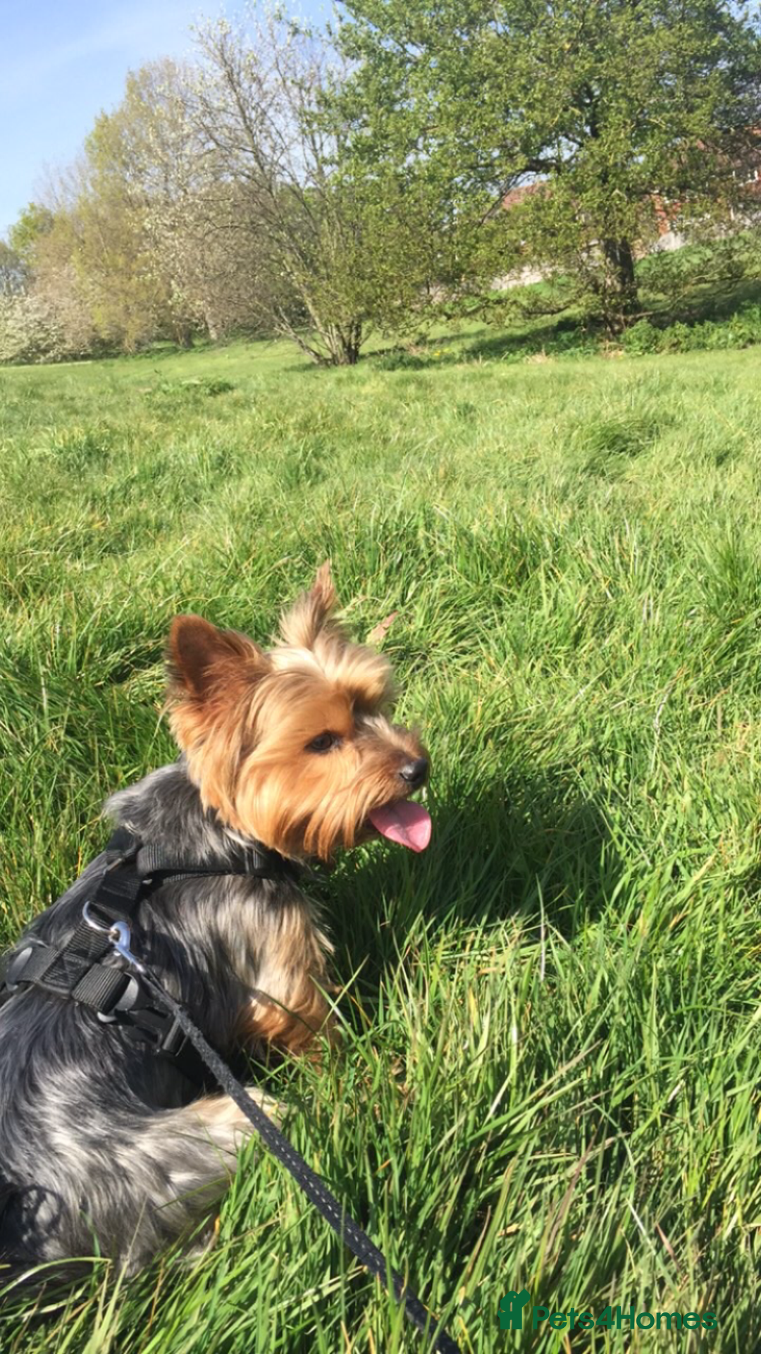 Yorkshire Terrier dogs for sale: Endearing Yorkie Looking for a New Home - Advert 1