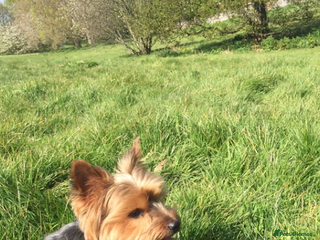 Yorkshire Terrier dogs Endearing Yorkie Looking for a New Home - Advert 1