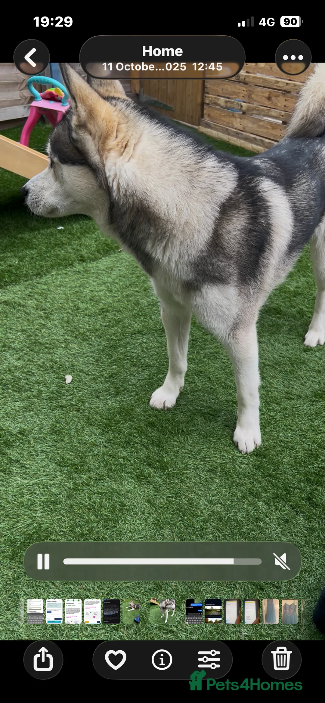Siberian Husky dogs for sale:  Siberian husky shadow in Evesham - Advert 1