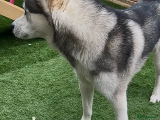 Siberian Husky dogs Siberian husky shadow in Evesham - Advert 7