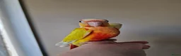 Conures birds for sale: Super adorable fully hand reared baby conures  - Advert 6