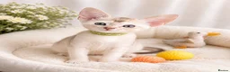 Abyssinian cats for sale:     Fu (福) 🏆✨ CHAMPION Silver Cinnamon Abyssinian - Advert 1