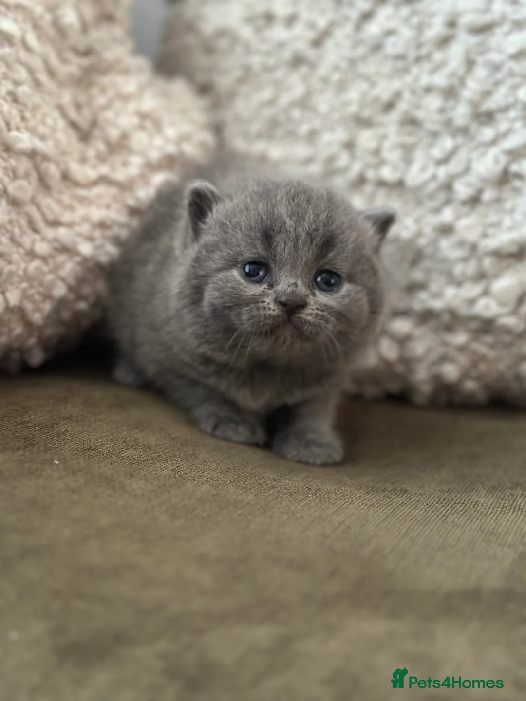British Shorthair cats for sale: GCCF Registered British Shorthair kittens  - Advert 11