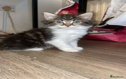 Mixed Breed cats for sale: Kittens for sale! - Image 8