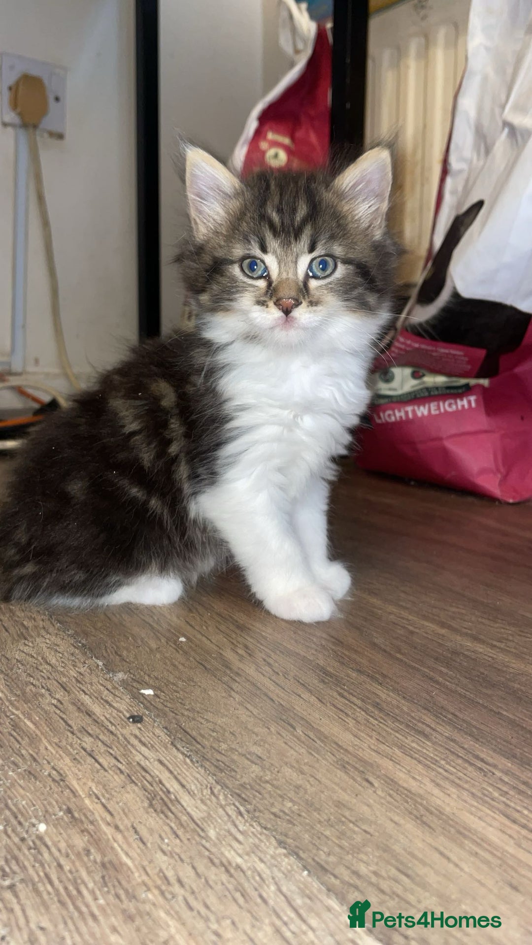 Mixed Breed cats for sale: Kittens for sale! - Image 8