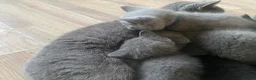 British Shorthair cats for sale: Stunning Blue & Black GCCF Kittens - Advert 5