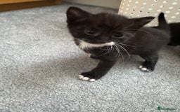Mixed Breed cats for sale: Mixed breed Tabbies  - Image 22