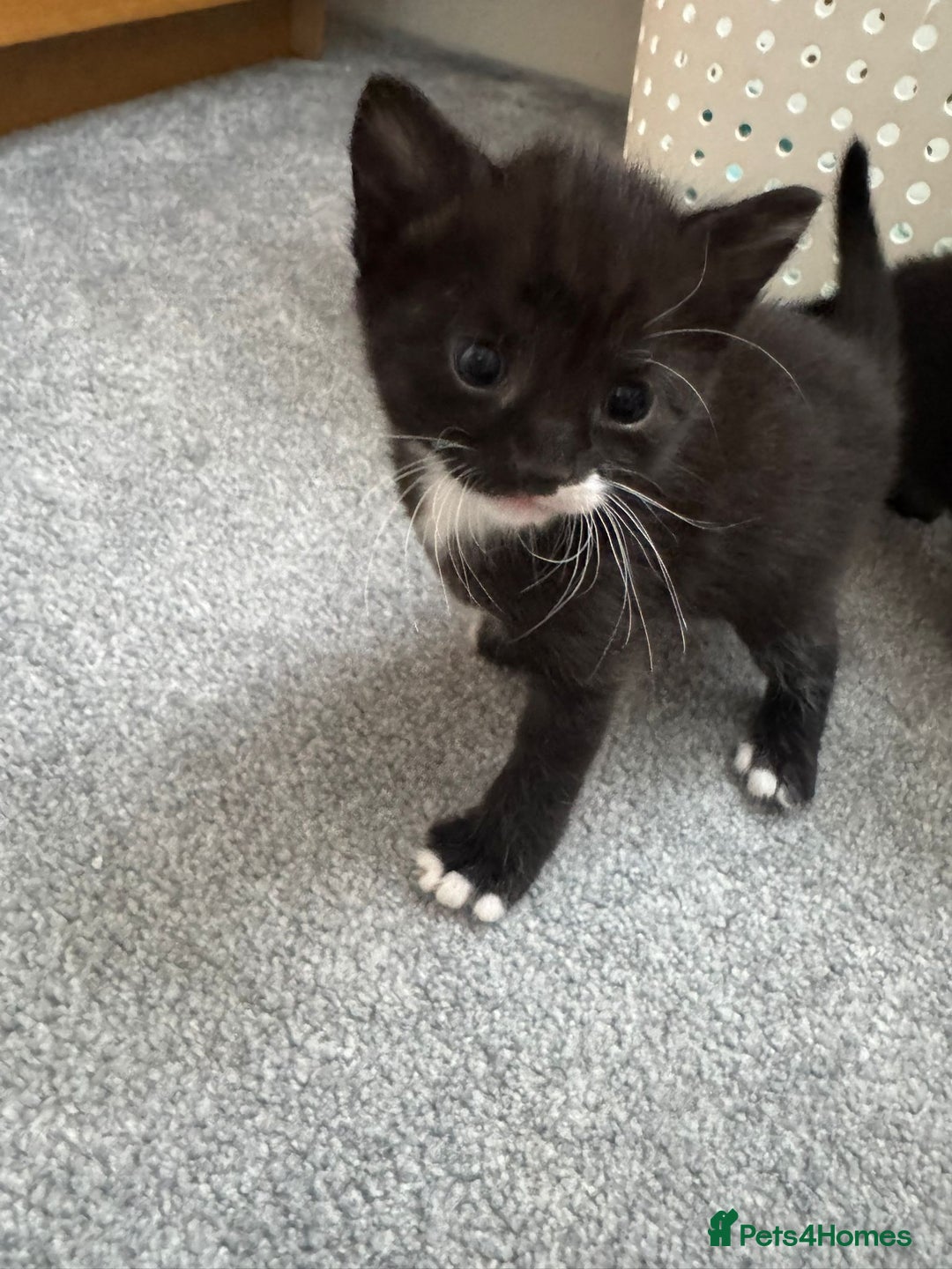 Mixed Breed cats for sale: Mixed breed Tabbies  - Image 22