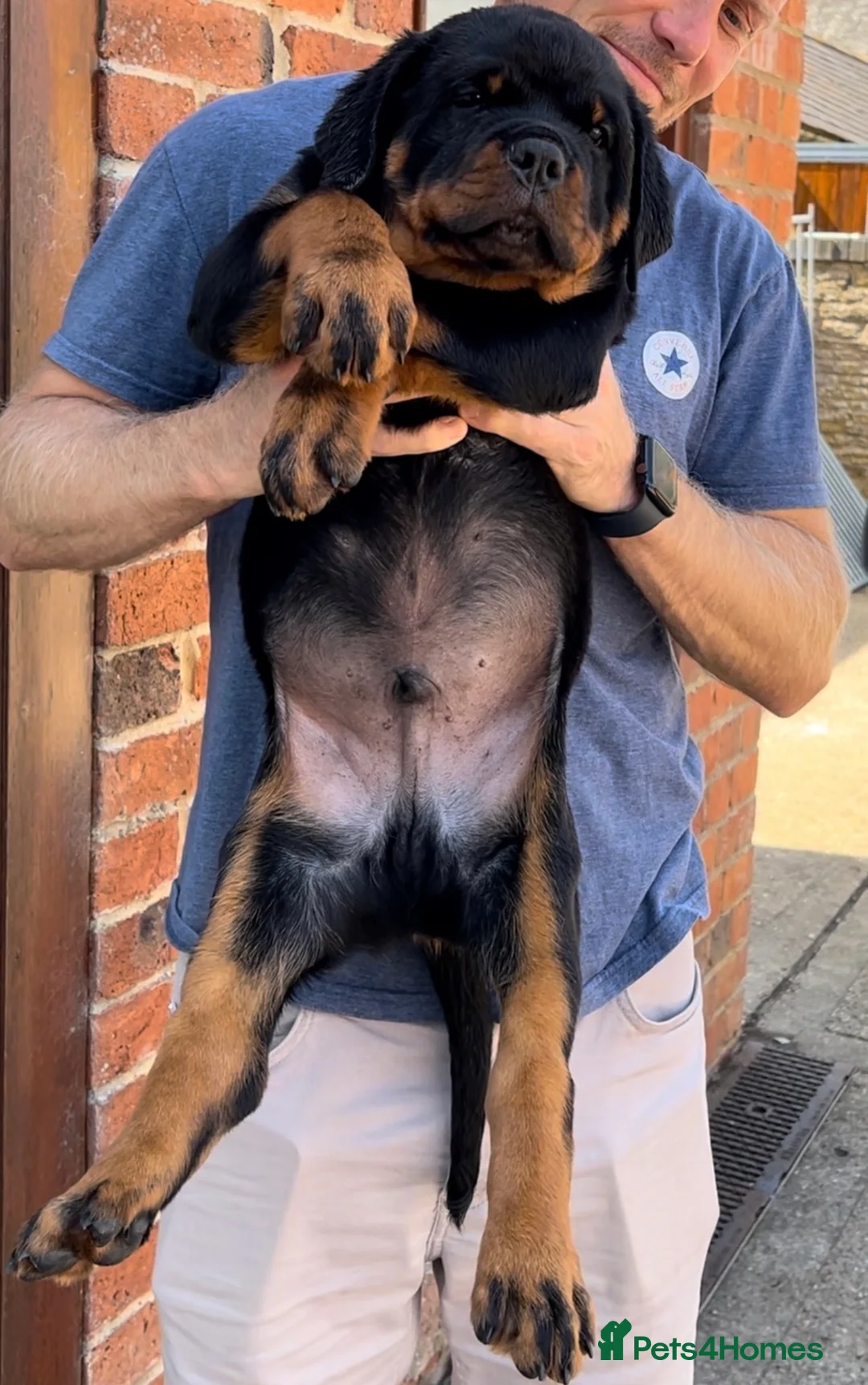 Rottweiler dogs for stud: HUGE HEALTH TESTED STUD - 0/0 hips 0/0 elbows in Bedford - Advert 13