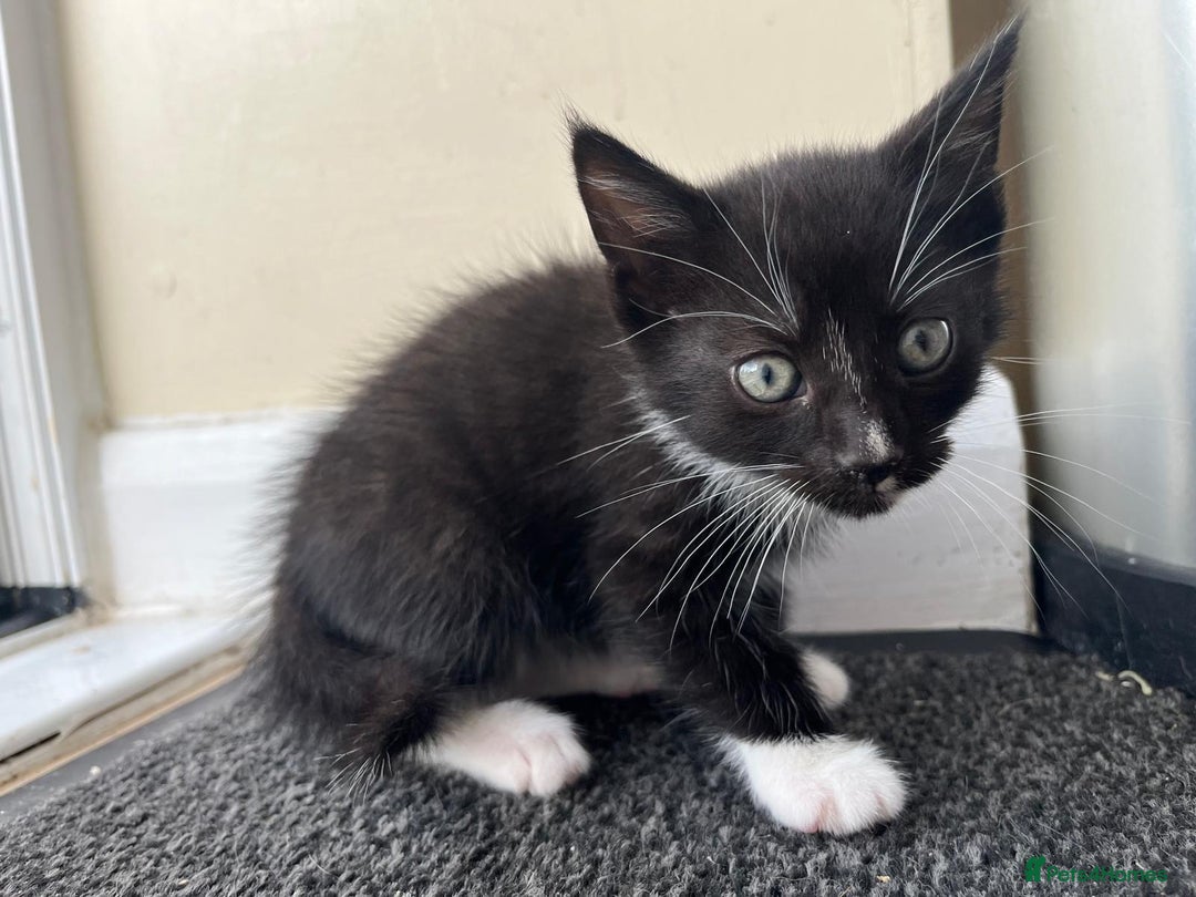 Mixed Breed cats for sale: 3 lovely kittens from our beautiful Tabby - Image 3
