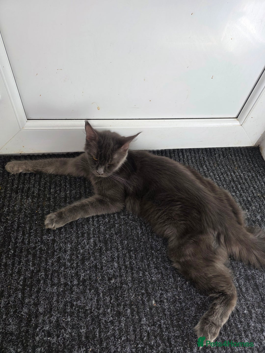 Gallery Image {{count}}