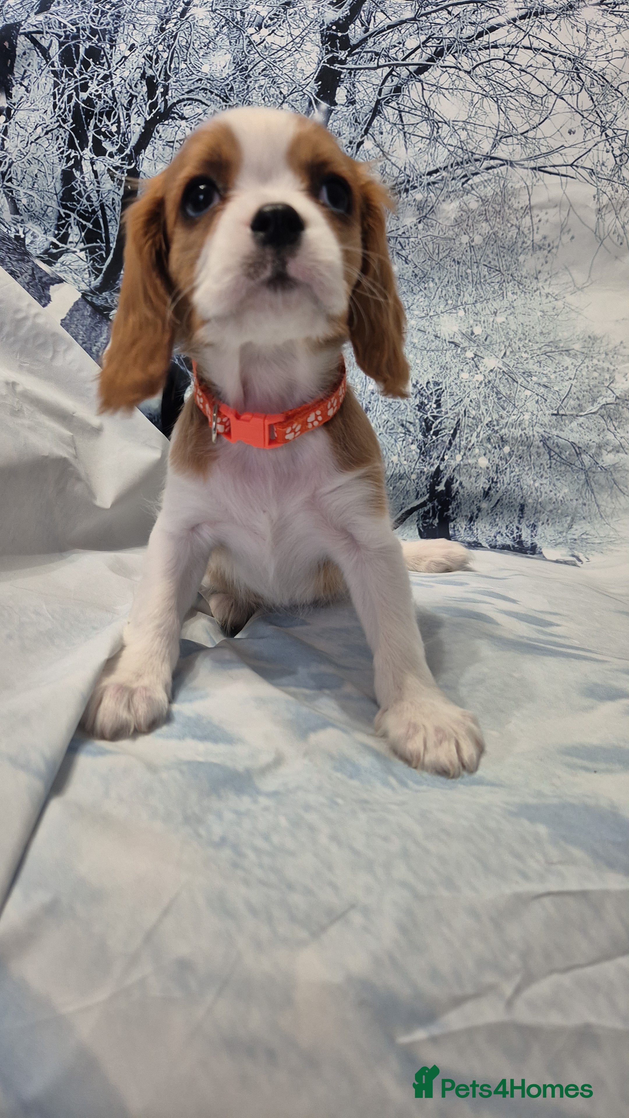 Cavalier King Charles Spaniel dogs Cavalier king charles puppies  - Advert 5