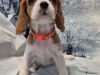 Cavalier King Charles Spaniel dogs Cavalier king charles puppies - Advert 7