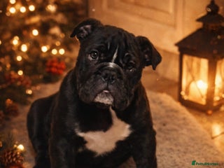 English Bulldog dogs Beautiful English buldog awaiting for new parents - Advert 3