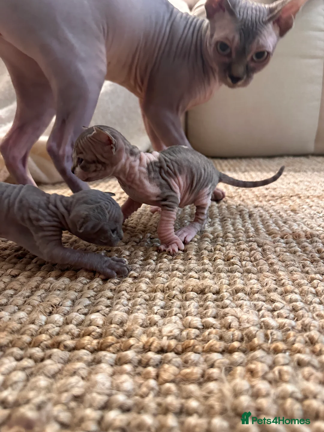 Sphynx cats for sale: Beautiful sphynx kittens from a mum and dad home - Advert 8