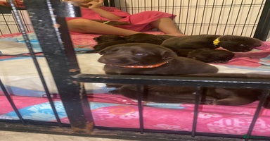 Mixed Breed dogs - Advert 4