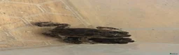 Toad reptiles for sale: 2 Baby Cane Toads - Advert 17