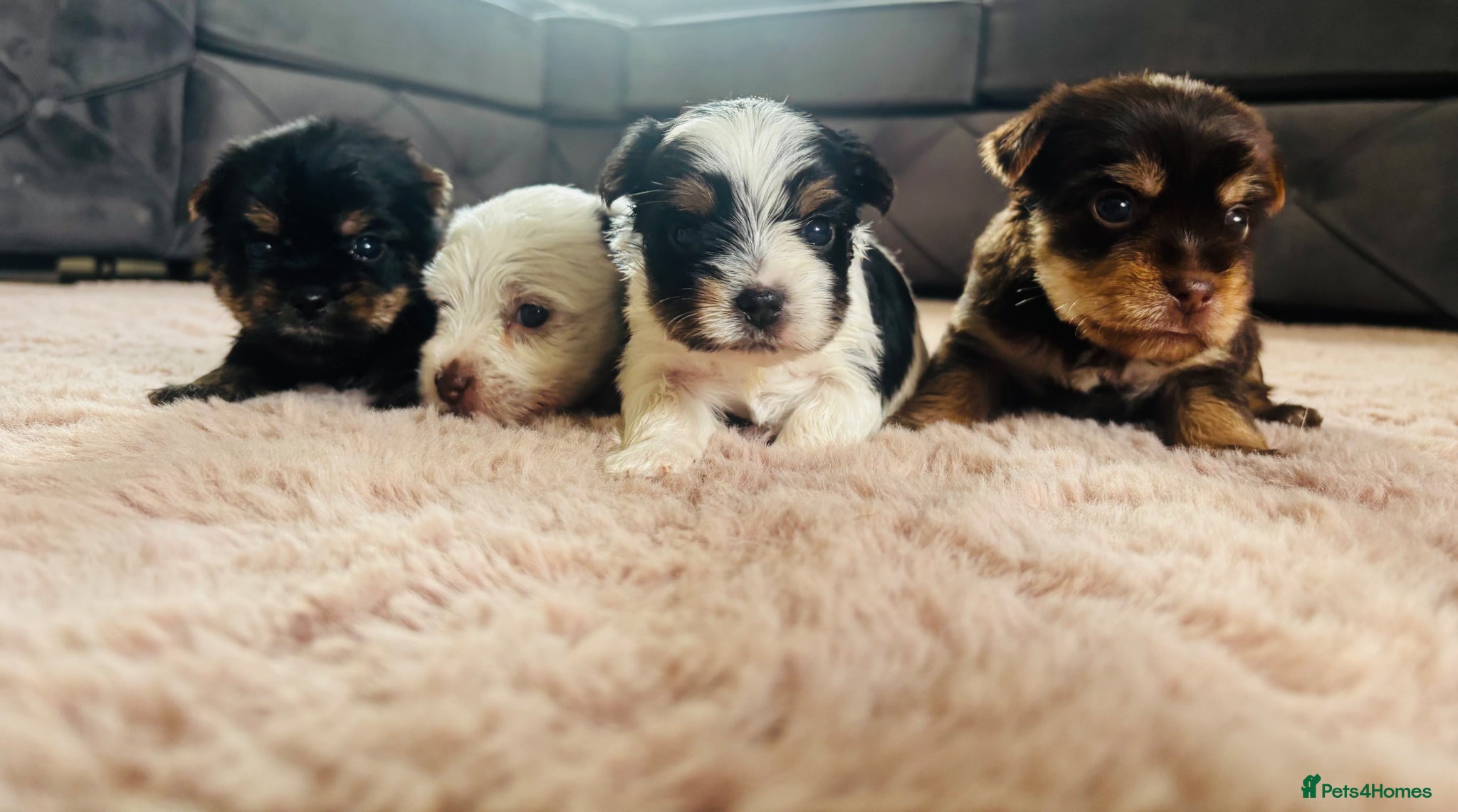 Yorkshire Terrier dogs for sale: Beautiful biewer Yorkshire terrier - Advert 2