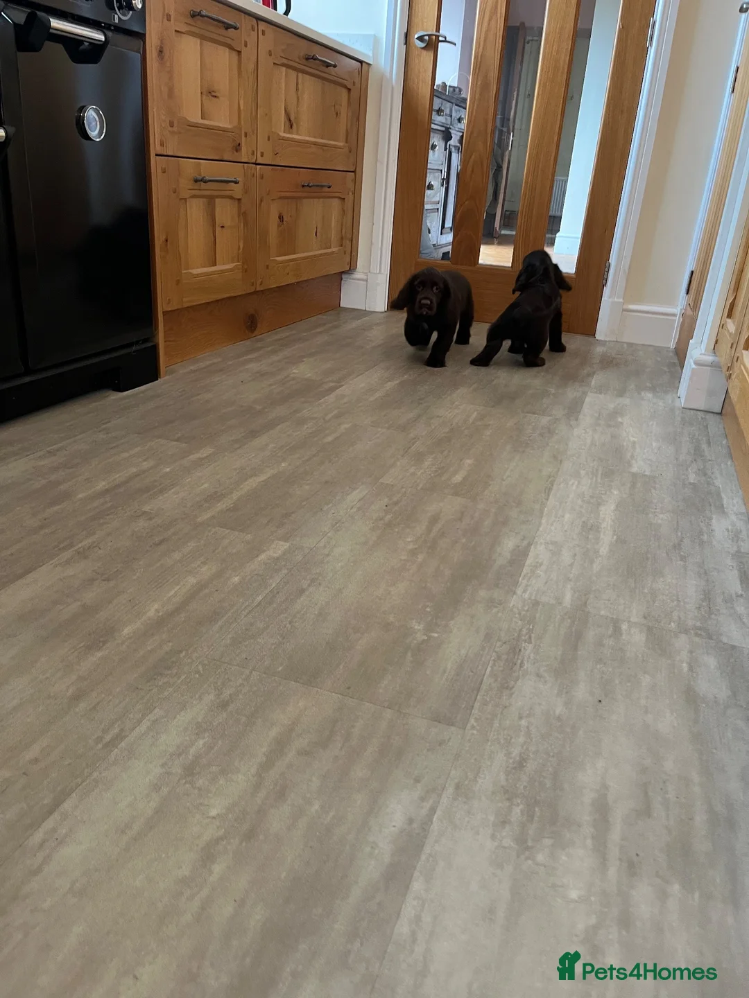 Cocker Spaniel dogs for sale: Health tested chocolate puppies - Advert 11