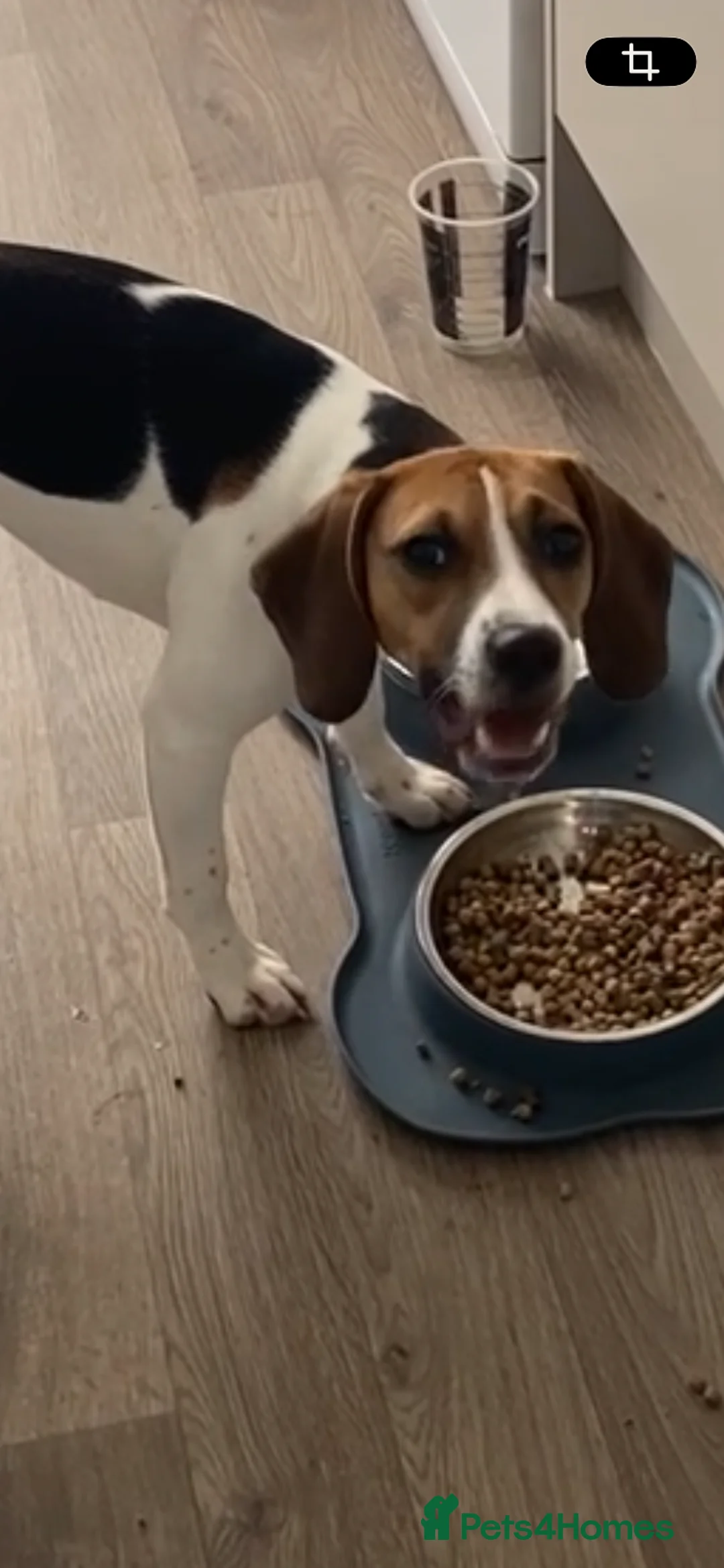 Mixed Breed dogs for sale: Molly  in Prenton - Advert 3