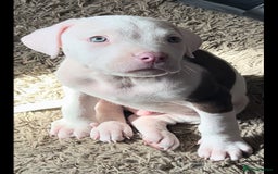 Mixed Breed dogs for sale: MAZZ  - Image 3
