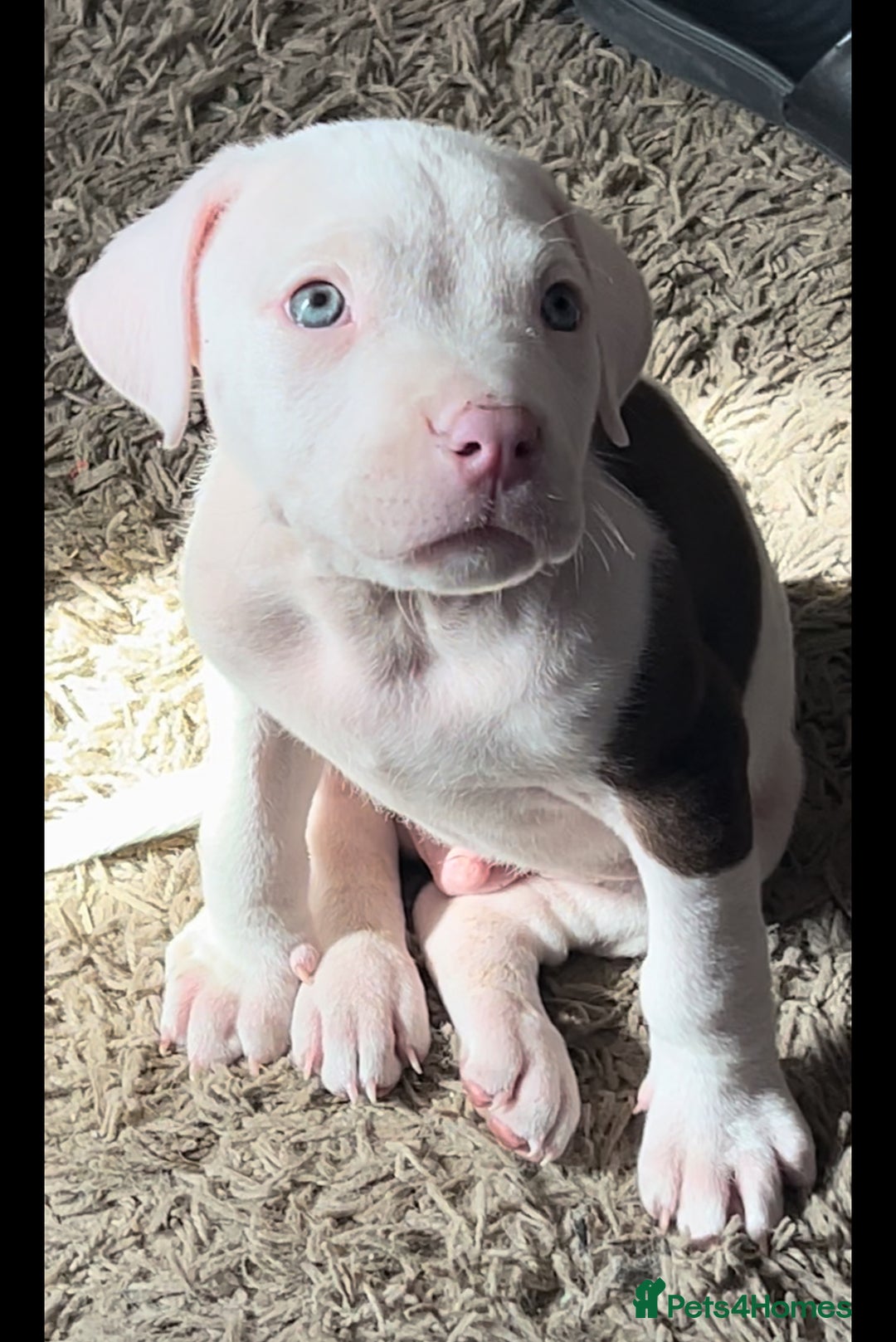 Mixed Breed dogs for sale: MAZZ  - Image 3