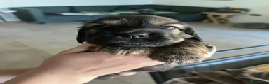 Miniature Dachshund 3