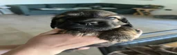 Miniature Dachshund dogs for sale: Gorgeous miniature Dachshund puppies-family raised - Advert 12