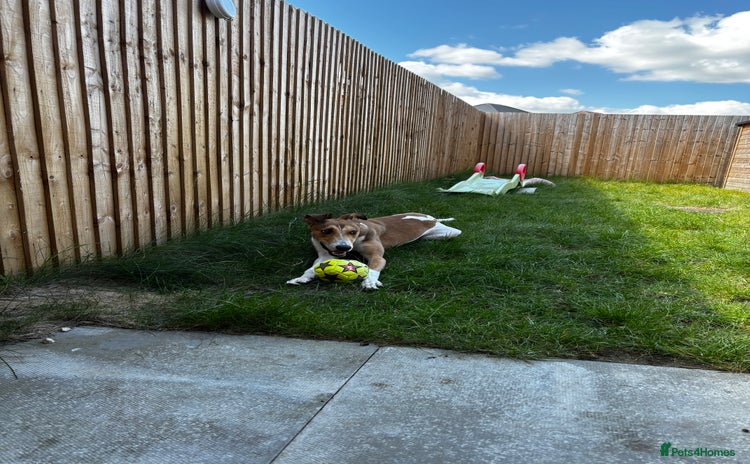 Lurcher dogs - Advert 1