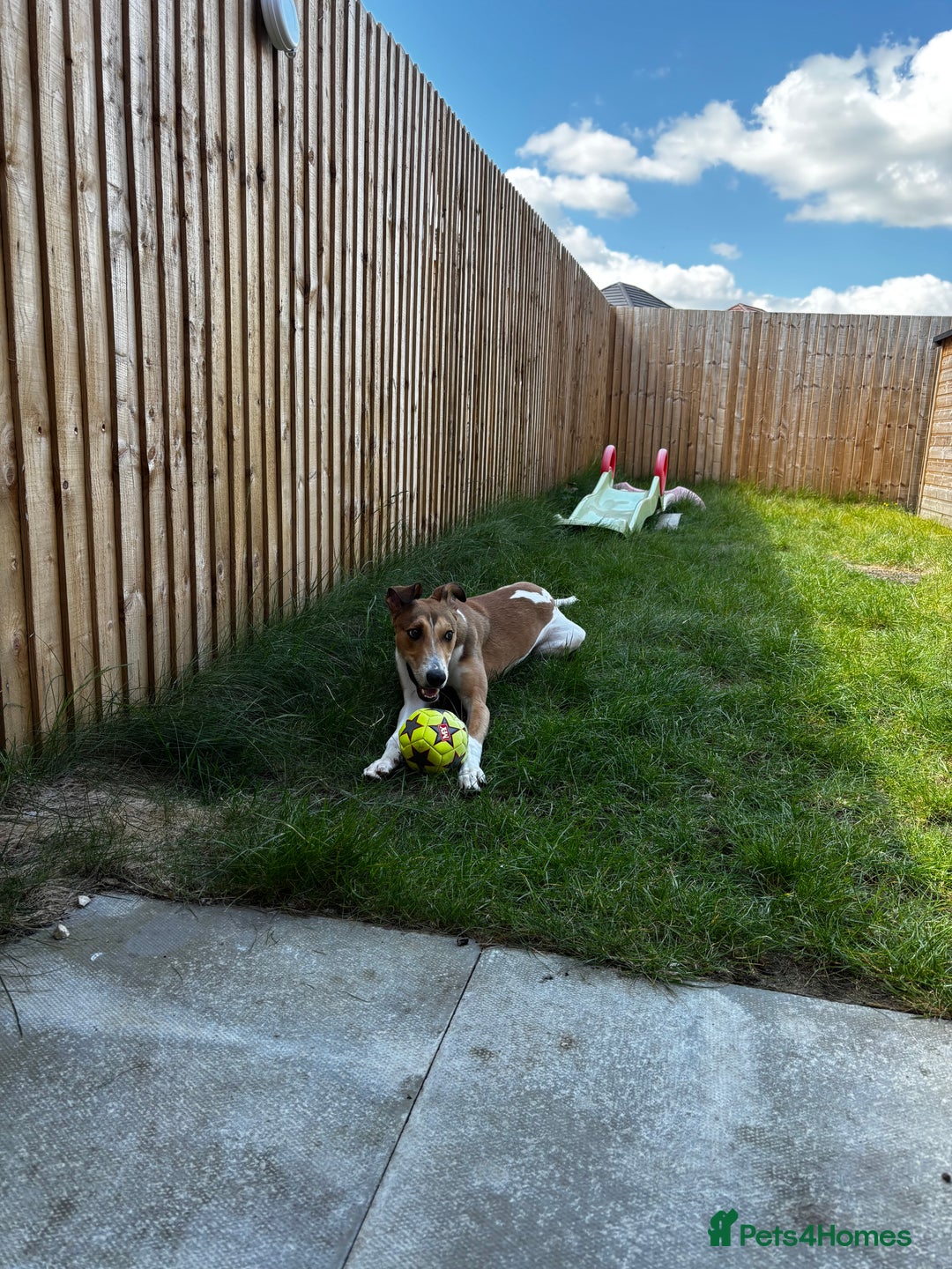 Lurcher dogs for sale: male lurcher- blue - Image 1