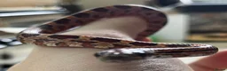 Corn Snake reptiles for sale: Baby Corn Snakes 🐍  - Advert 7