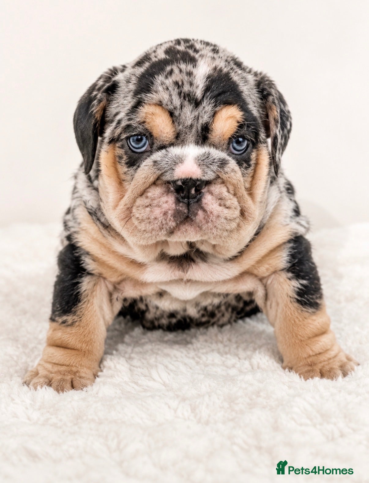 English Bulldog dogs Merle English Bulldog  - Advert 9