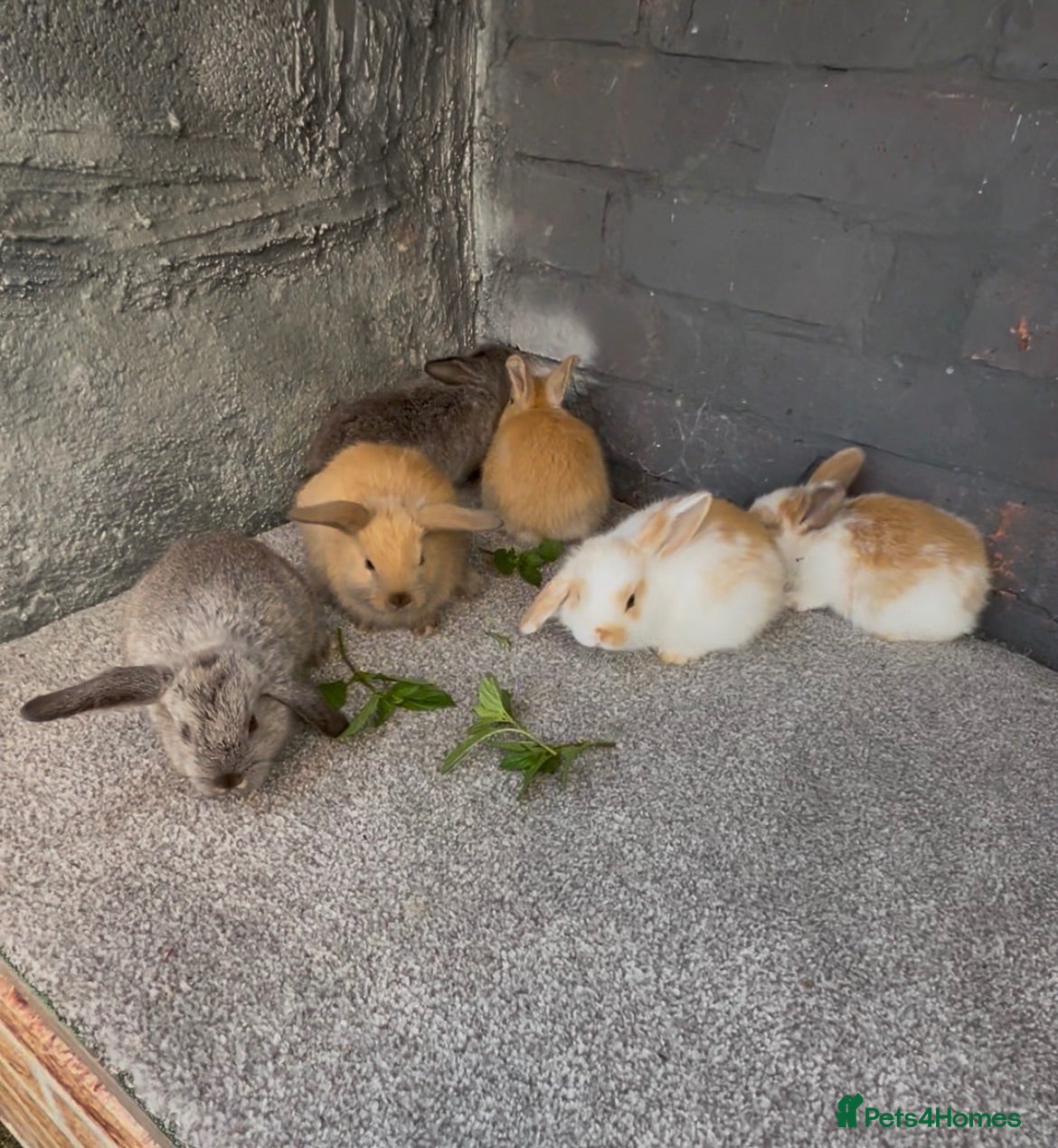 Mini Lop rabbits Mini lop rabbit  - Advert 2