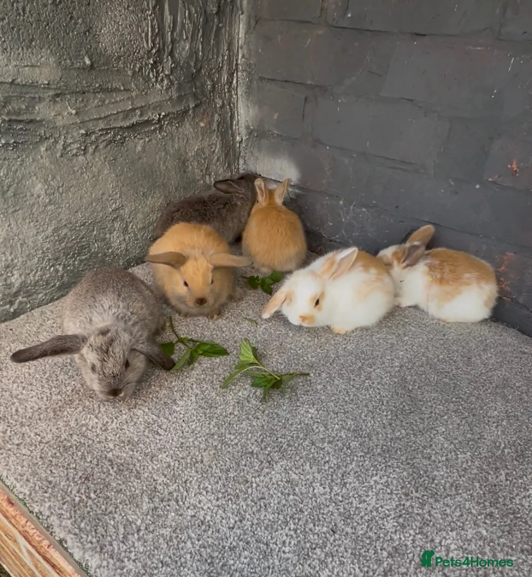 Mini Lop rabbits for sale: Mini lop rabbit  - Advert 2