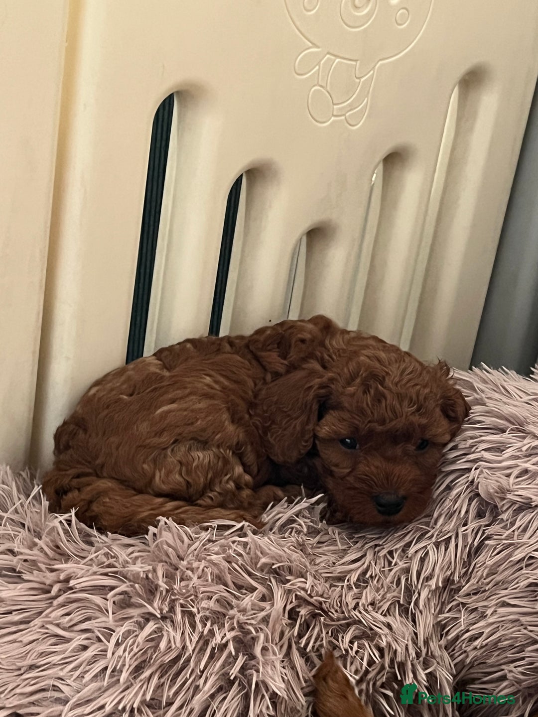 Cavapoo dogs for sale: 5⭐️⭐️⭐️⭐️⭐️F1b Curly Teddy Cavapoo’s DNA/heart  - Image 17