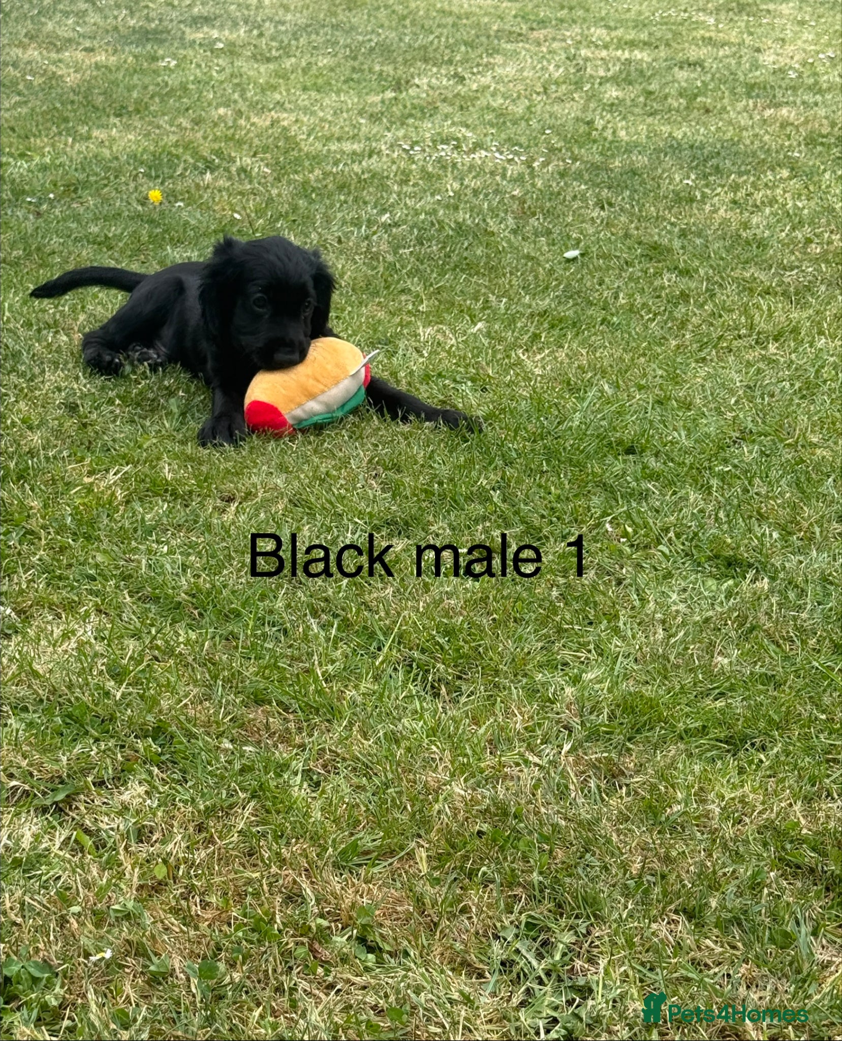Cocker Spaniel dogs for sale: Beautiful cocker spaniel puppies *3 left* - Advert 16